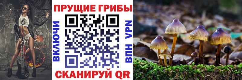 OMG маркетплейс  Безенчук  Псилоцибиновые грибы Psilocybine cubensis 